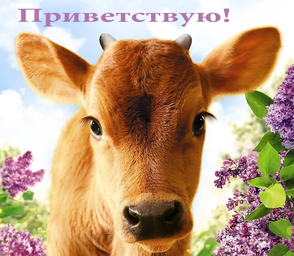 Обсудите картинку Приветствую!.